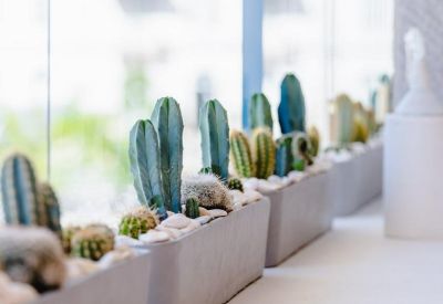 Close-up of small cacti in concrete planters lined up along a bright window ledge.