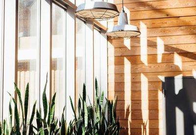 Sun-drenched wooden bench desk with laptop and tall indoor snake plants.