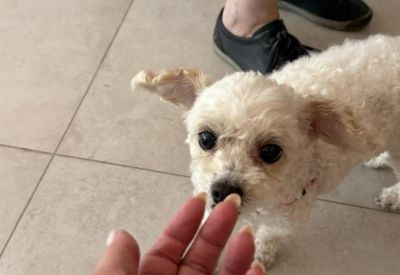 Person interacting with a small white dog on a light tiled floor.