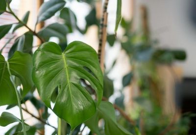 Close-up of a large, vibrant green Monstera leaf in a sunlit office.