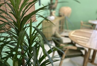 Common area with a large green plant in the foreground and a wooden dining table.