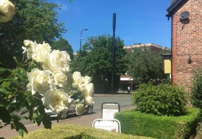 White roses in a garden overlooking a street with hedges.