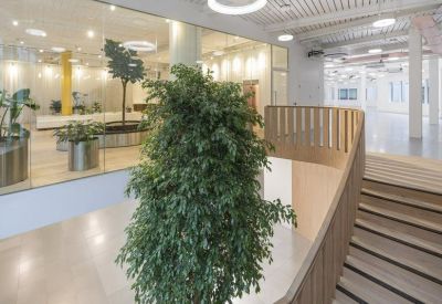 Modern interior staircase with light wood banisters and a large, vibrant green indoor tree.