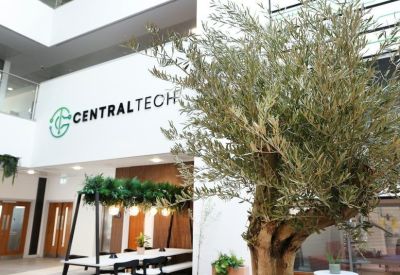 Indoor olive tree in a large planter within a bright, modern breakout space.