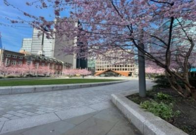 Urban park area with blooming cherry blossom trees and stone pathways.