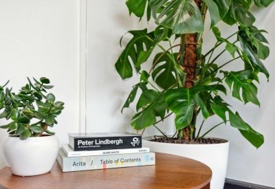 Close-up of lush green monstera and jade plants on a wooden table with books.