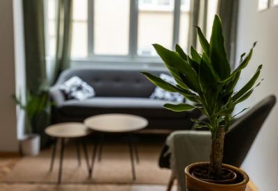 Potted plant in the foreground of a sunlit lounge area with a grey sofa and wooden coffee tables.
