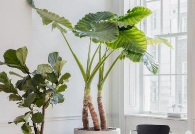 Bright corner lounge area featuring large potted tropical plants and a modern armchair.