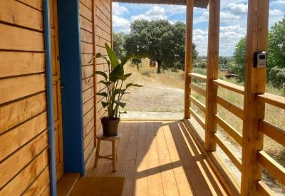 Sunny wooden balcony with a potted plant and a view of the trees.