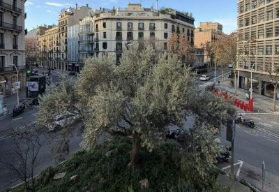 Elevated street view of a city square with a large tree and historic European architecture.