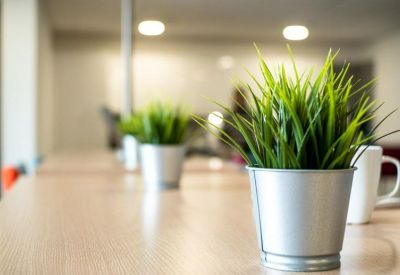 Close-up of a bright communal area with potted grass and a coffee mug on a wooden table.