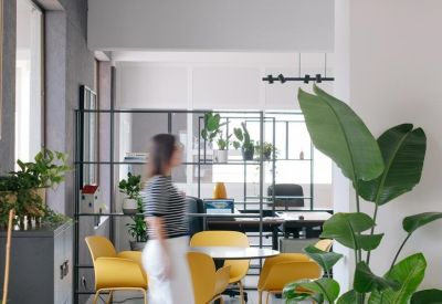 Natural light-filled workspace with a large indoor plant and yellow chairs.