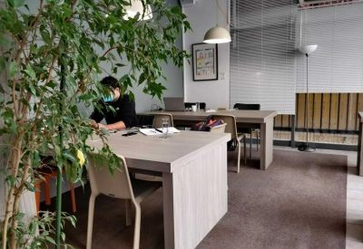 Bright workspace with light wood tables and a large leafy indoor plant.