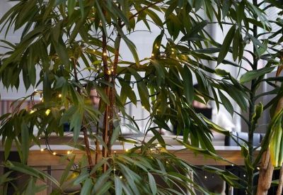 Close-up of a lush indoor tree decorated with delicate fairy lights.