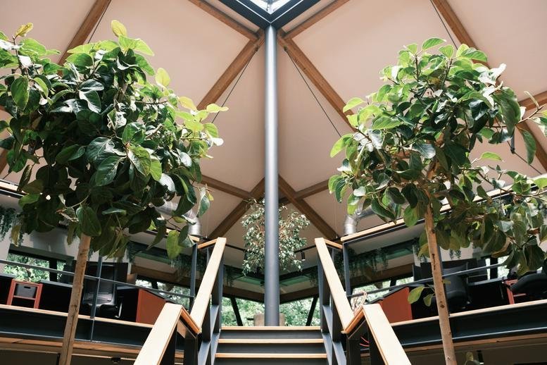 Wide view of Emperor Way office interior showing lush indoor trees and a mezzanine level.