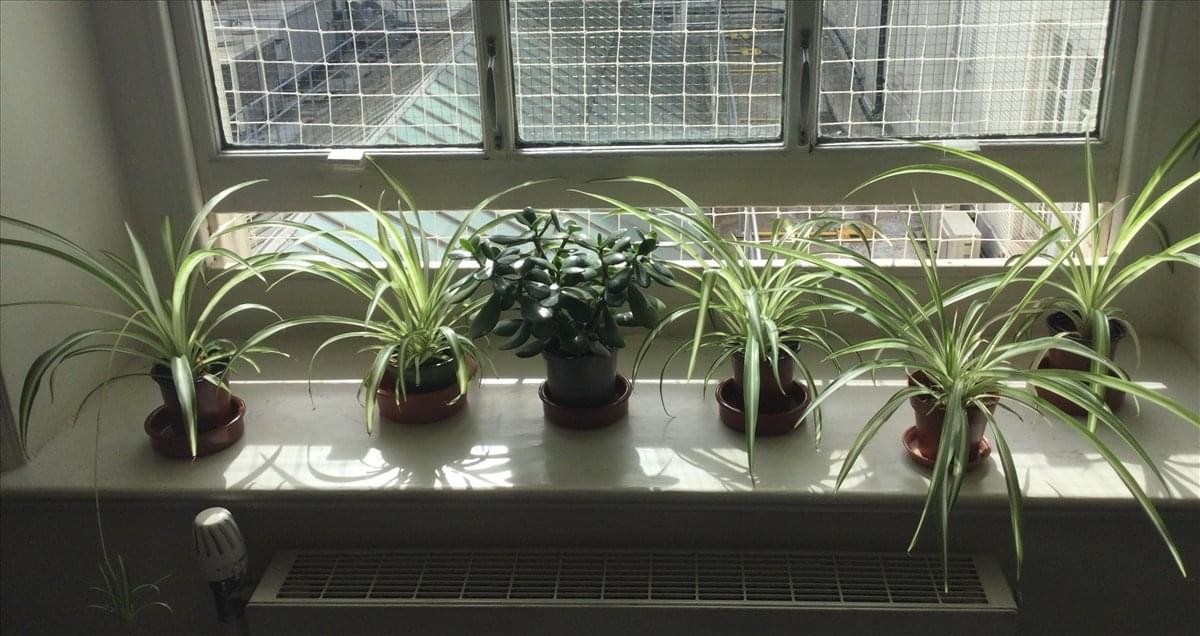 A variety of potted spider plants and a lush green fern sitting on a bright windowsill at 328 Linen Hall, Regent Street.