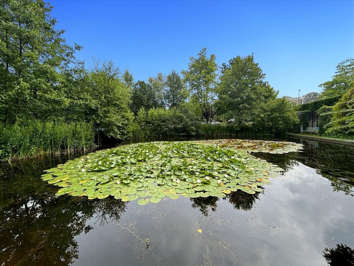 Exterior view of the office building at Ruhrallee 185 featuring a lily pond and lush greenery.