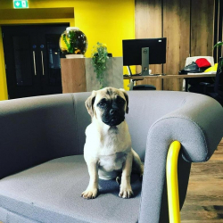 Office accomodations to hire in Belfast