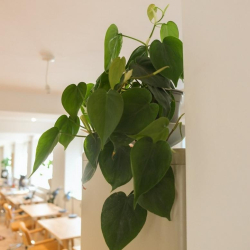 Serviced offices in central Shepton Mallet