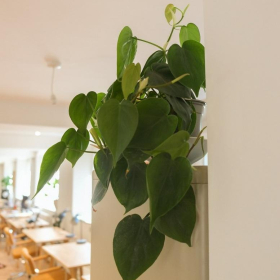 Serviced offices in central Shepton Mallet. Click for details.